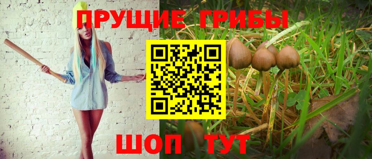 Галлюциногенные грибы Psilocybine cubensis Сосновый Бор